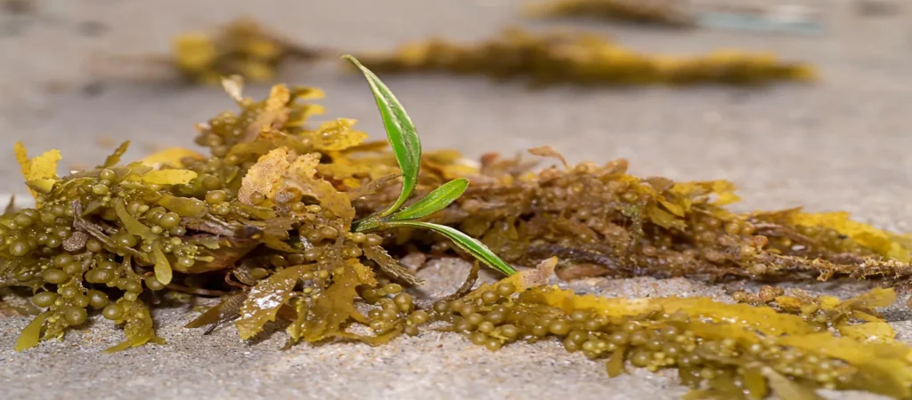 Sargassum Turning a Coastal Environmental Liability into Fertiliser GreenAi